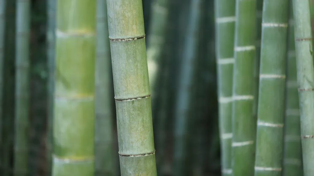 Sustainable Bamboo Fabric